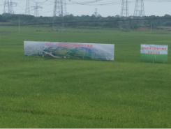 水稻+绿色高质模式示范基地